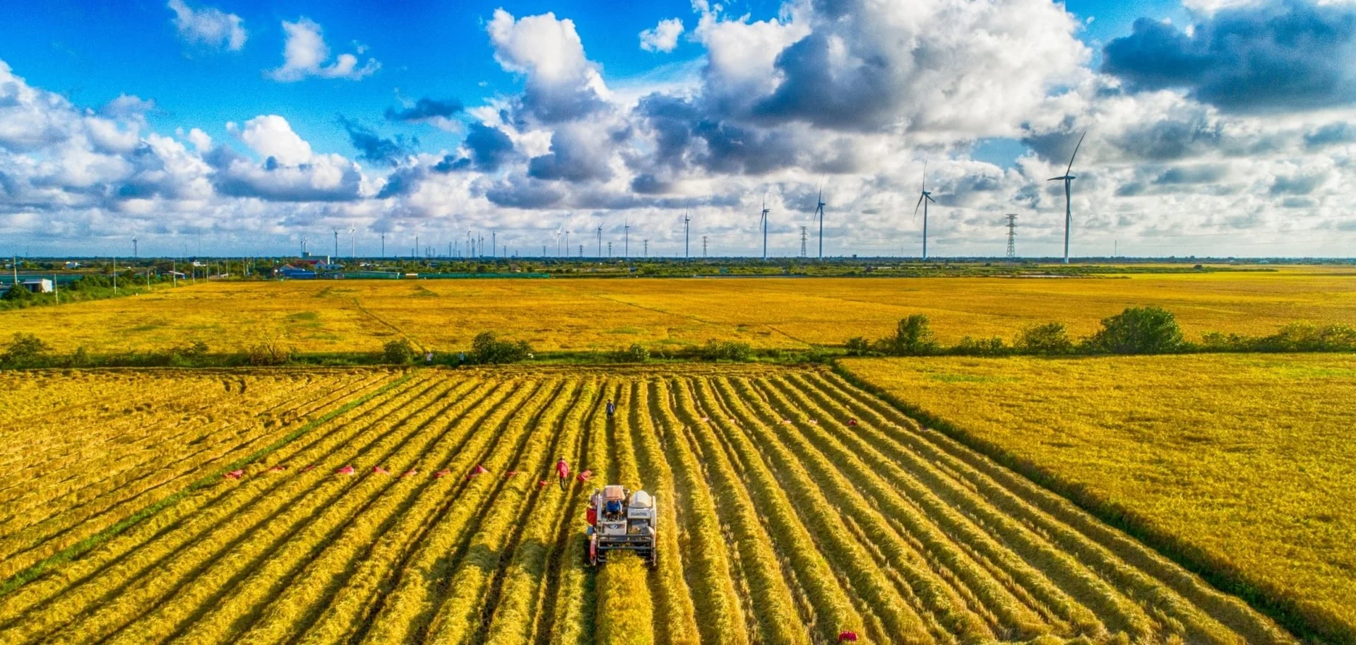 Vietnam Certifies 71,000 Tonnes of Low Emission Rice Under National Green Farming Programme